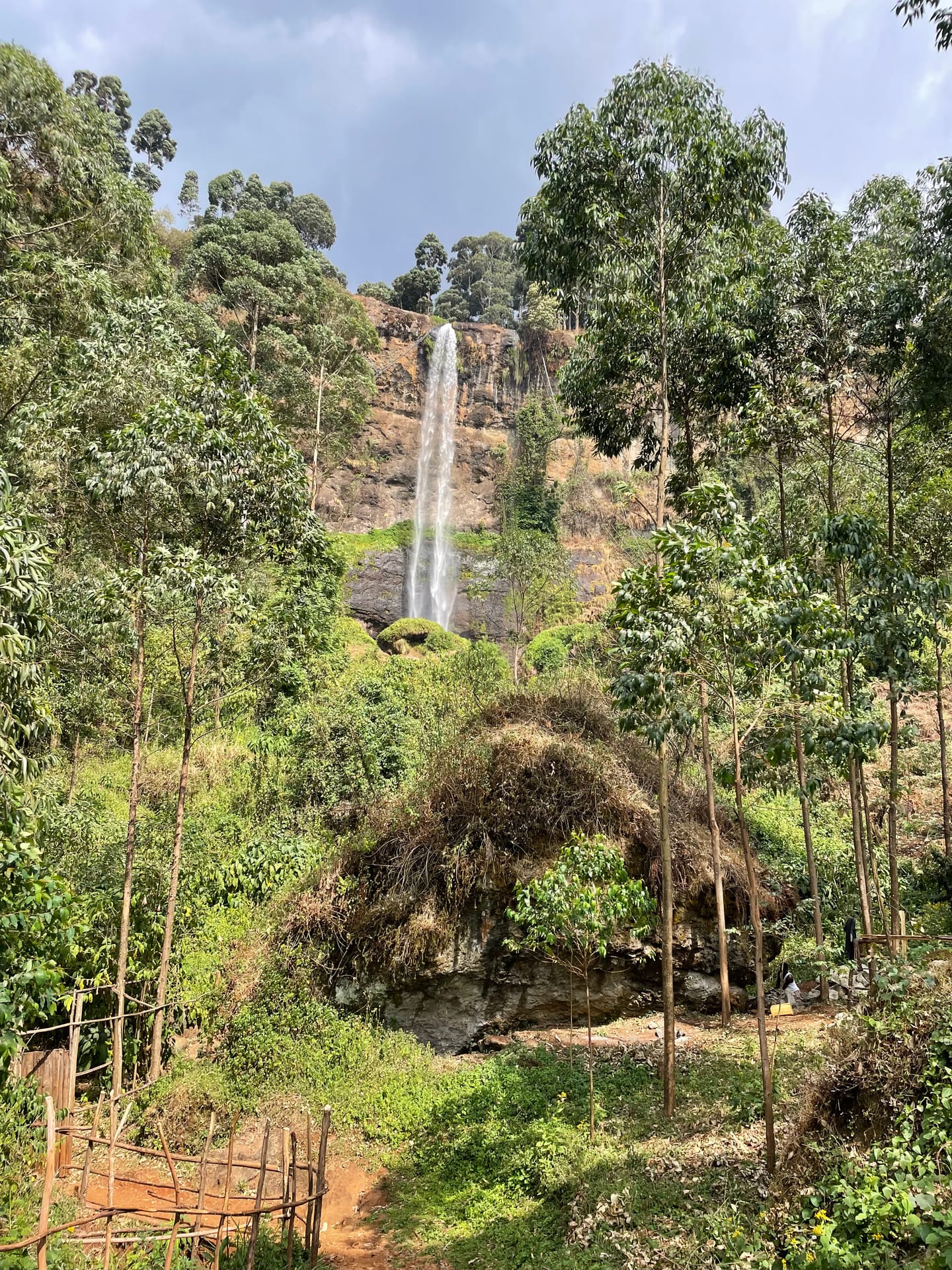 Sipi Falls dropping in a single thin column off the cliffs of Mount Elgon, framed by eucalyptus.