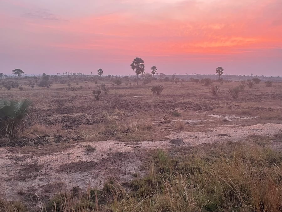 Sunrise over the palm savanna, two lions small in the middle distance