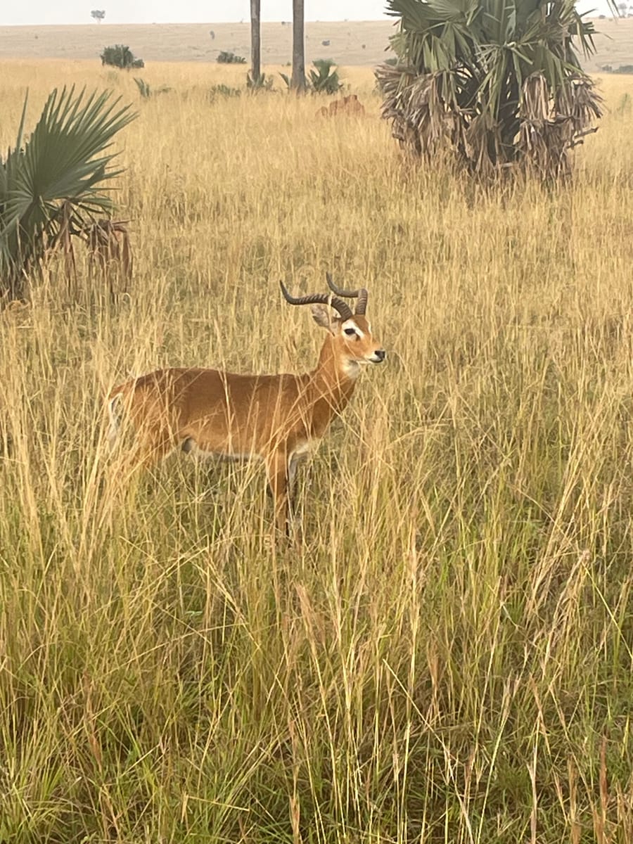 A male Uganda kob, lyre horns, standing alert in the gold grass