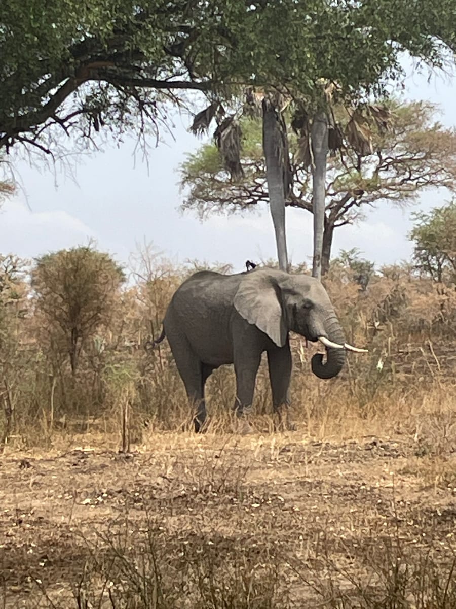 An elephant in profile beneath a spreading acacia