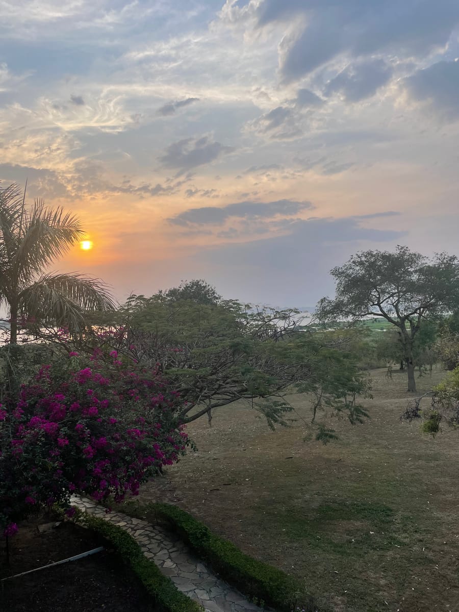 Bougainvillea in the lodge garden at sunset