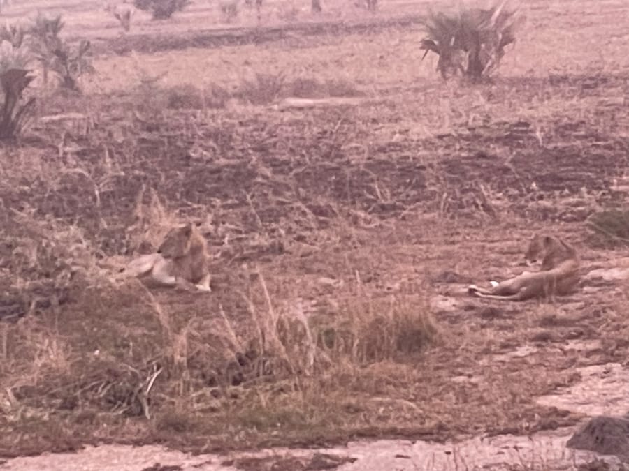 Two lionesses resting on the burnt flats at dawn