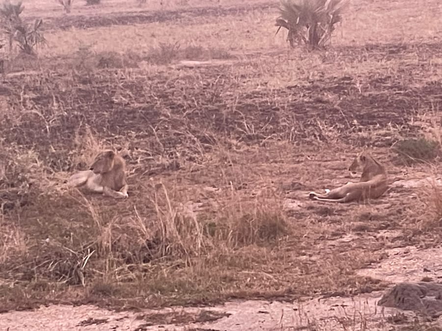 Lionesses on open burnt grassland, one alert