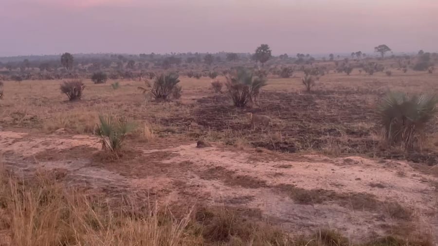 Palm fans and a burnt patch, a lion walking through