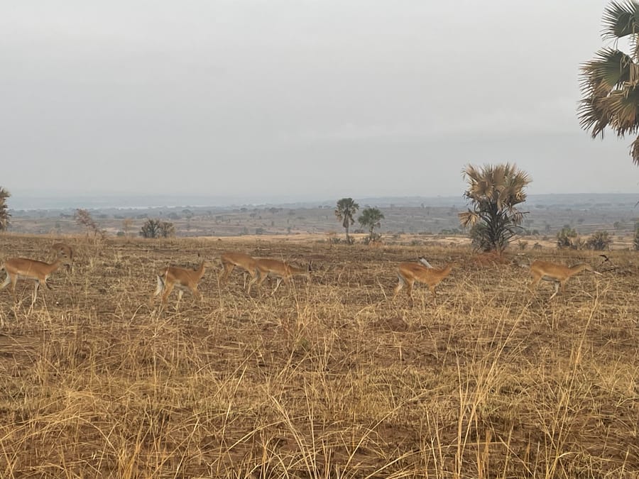 A herd of kob grazing the short burnt grass