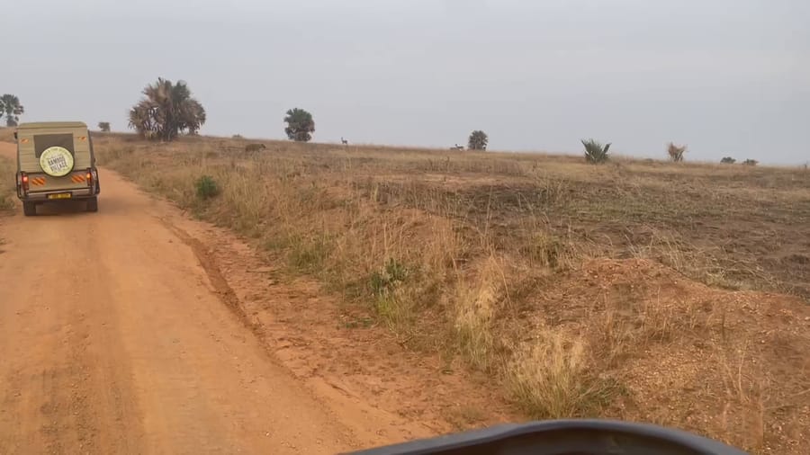 Two giraffes crossing the open plain at dawn