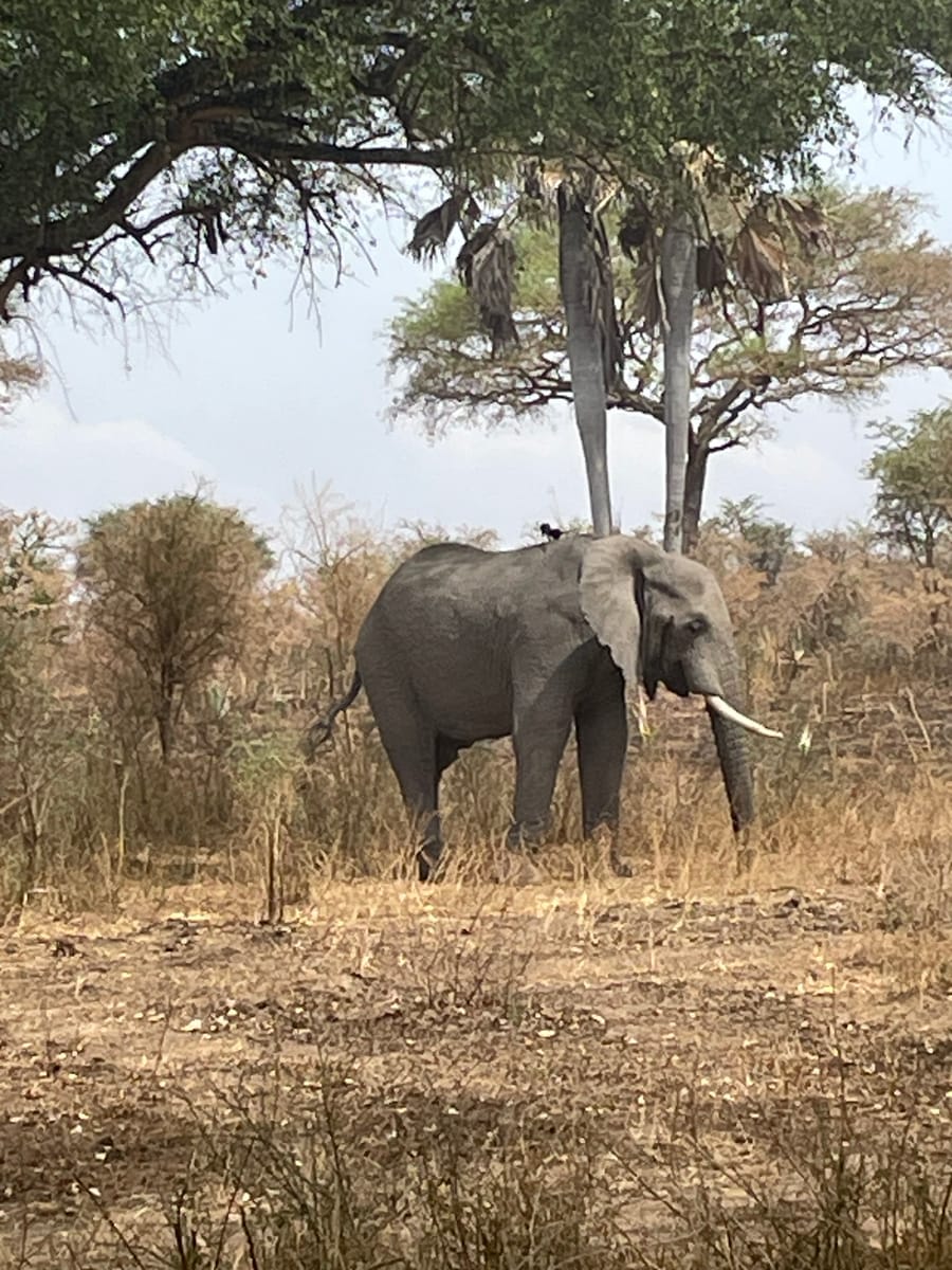 The same elephant under acacia and palms