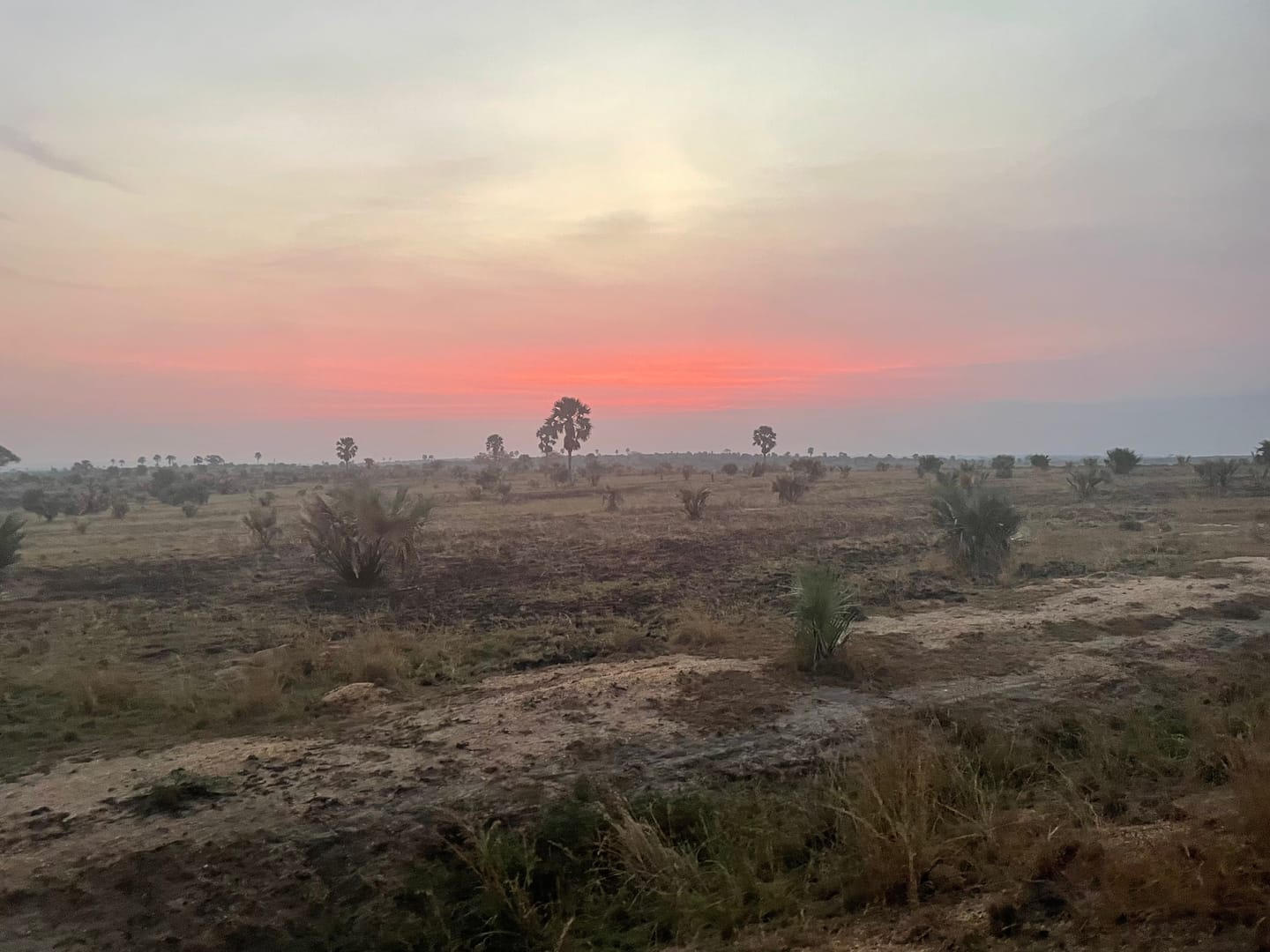 Dawn over the savanna plains of Murchison Falls National Park, borassus palms scattered to a coral horizon.