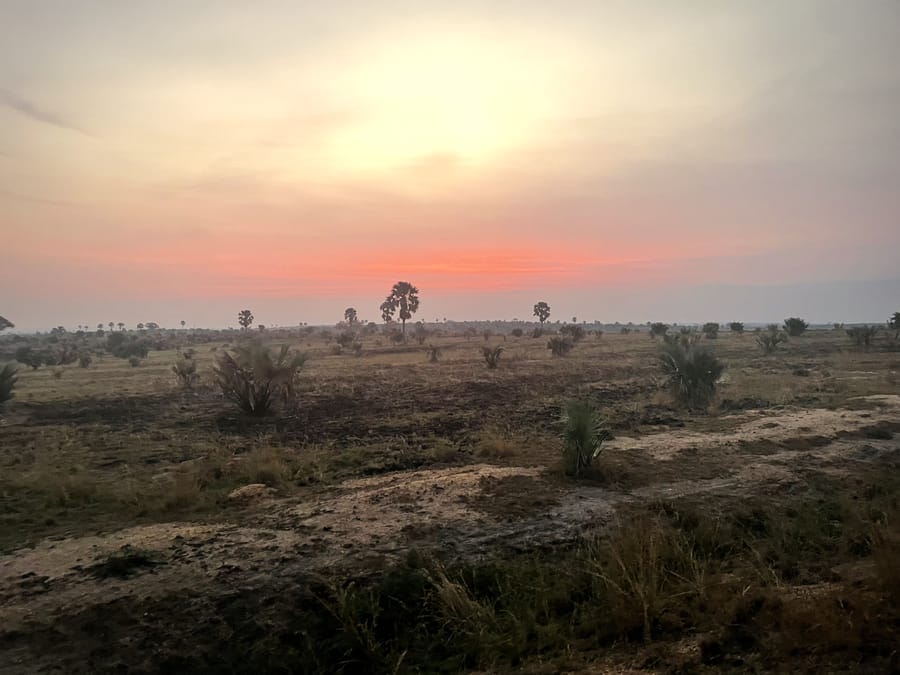 Dawn over the savanna plains of Murchison, borassus palms scattered to a coral horizon.