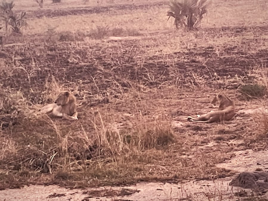 Two lionesses on the open burnt grassland at dawn, one alert.